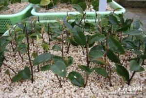 連蕊茶組 連蕊茶組