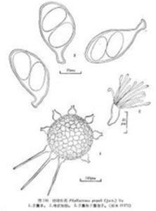 楊球針殼 楊球針殼