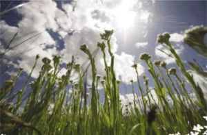 多莖香青 多莖香青