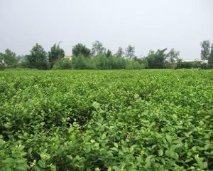 茉莉之鄉 茉莉之鄉