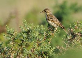 雲雀北歐亞種 雲雀北歐亞種