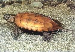 斯彭格勒長尾山龜 斯彭格勒長尾山龜