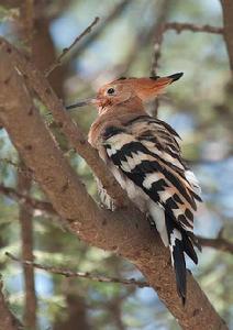 戴勝塞內加爾亞種