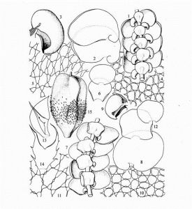 鹿耳島耳葉苔湖南（亞種）