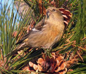 白翅交嘴雀 白翅交嘴雀
