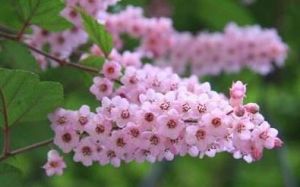 中華繡線梅滇東變種 中華繡線梅滇東變種