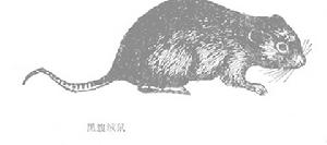 黑腹絨鼠