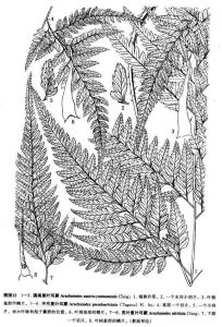 亮葉複葉耳蕨 亮葉複葉耳蕨