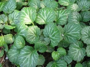 劍川虎耳草 劍川虎耳草