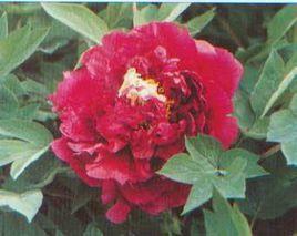 烏龍捧盛 烏龍捧盛