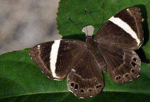 白帶褐蜆蝶 白帶褐蜆蝶
