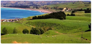 紐西蘭牧場