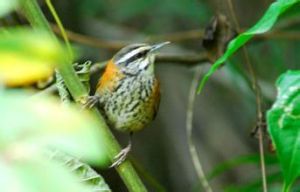 印加葦鷦鷯 印加葦鷦鷯