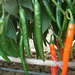 高歌2號 高歌2號