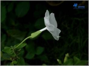 海南老鴉嘴 海南老鴉嘴