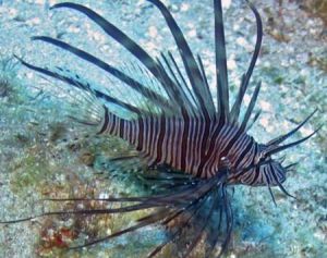 大西洋獅子魚 大西洋獅子魚