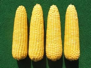 晉單71號 晉單71號