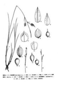 烏蘇里薹草 烏蘇里薹草