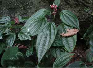 四蕊熊巴掌 四蕊熊巴掌