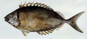 銀籃子魚
