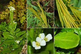 基隆南芥 基隆南芥