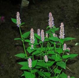 廣防風[管狀花目唇形科植物]