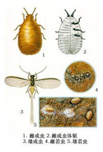 中華松乾蚧 中華松乾蚧