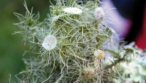 女巫鬍子地衣 女巫鬍子地衣