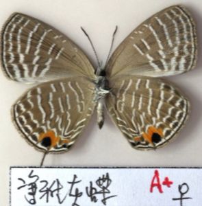 淨雅灰蝶 淨雅灰蝶