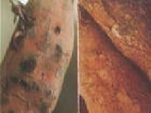 紫紋羽核菌 紫紋羽核菌