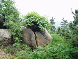 呂祖泉景區 呂祖泉景區