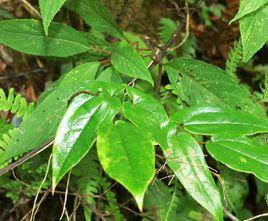 黔嶺淫羊藿 黔嶺淫羊藿