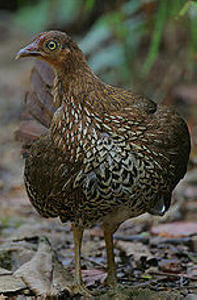 雌性錫蘭野雞