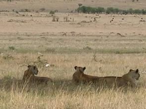 豪魯維野生動物保護區 豪魯維野生動物保護區