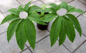 短柄斑龍芋 短柄斑龍芋