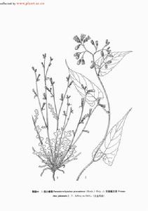 假小喙菊 假小喙菊