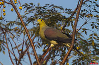 紅翅綠鳩(圖3)
