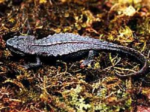 棘螈[現存珍稀兩棲動物]