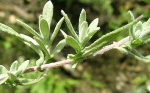 木莖×戟葉火絨草 木莖×戟葉火絨草