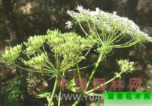 麗江獨活 麗江獨活