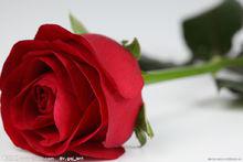 紅玫瑰