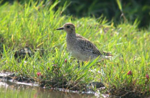 灰斑(共鳥) 灰斑(共鳥)