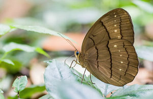 灰翅串珠環蝶 灰翅串珠環蝶