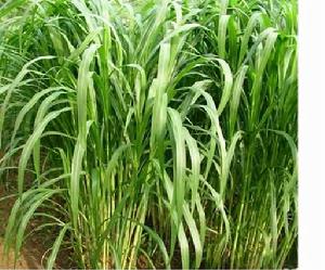 四大王[金粟蘭科的一種植物]