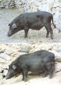 迪慶藏豬 迪慶藏豬