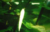 茶樹白囊蓑蛾 茶樹白囊蓑蛾