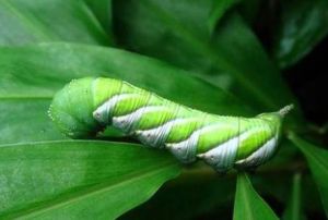 疣枝刺葡萄 疣枝刺葡萄