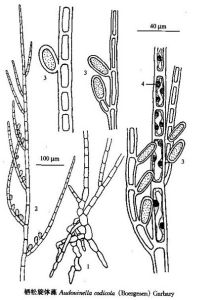 棲松旋體藻 棲松旋體藻