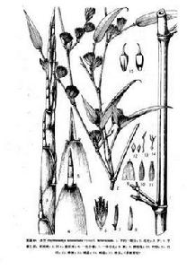 水竹(原變型) 水竹(原變型)