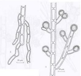 半露旋體藻 半露旋體藻